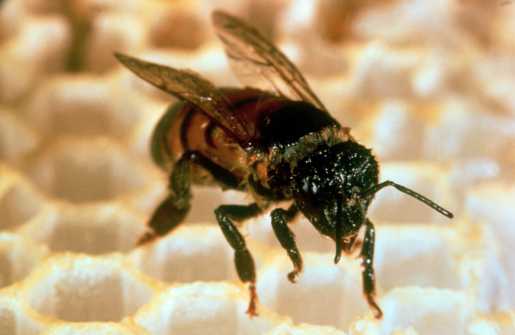 Honeybee
